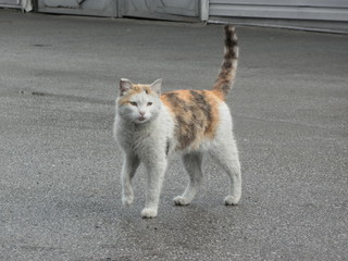 Fototapeta premium cat