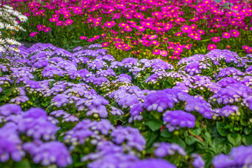 violet flowers