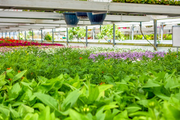 greenhouse scenery
