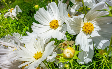 white flowers