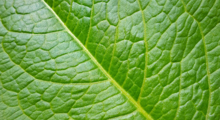 green leaf detail