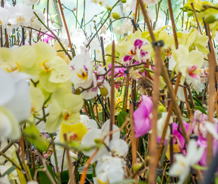orchid flowers