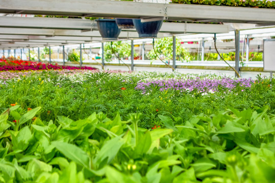 greenhouse scenery