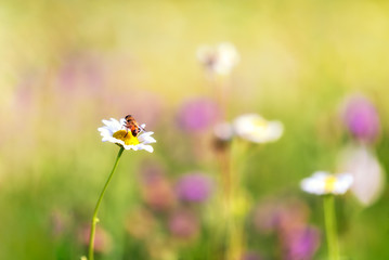 A daisy on the lawn radiated by sunlight with a honey bee