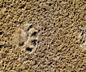 A dog's track in the sand. A dog was walking along the seashore and left traces in the sand.