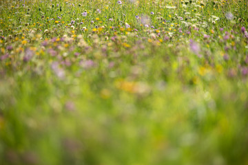 Morning sunshine, haze, dew on a lawn full of flowers