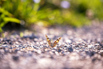 A butterfly in the sunlight on a pebble ground