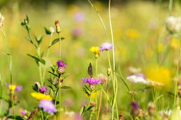 A meadow with flowers and a butterfly sunlit