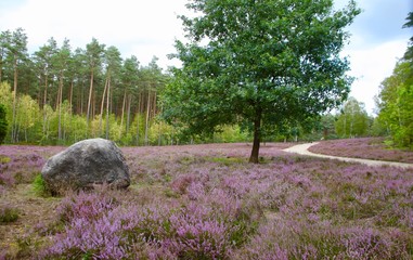 L&uuml;neburger Heide