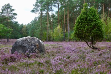 L&uuml;neburger Heide