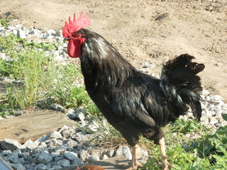 rooster on farm