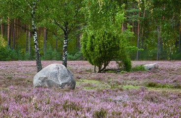L&uuml;neburger Heide