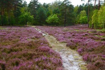 L&uuml;neburger Heide