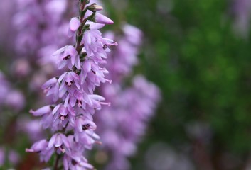 L&uuml;neburger Heide