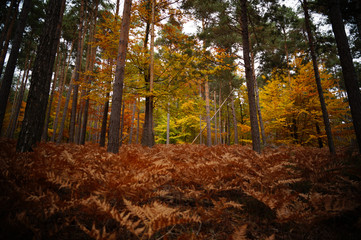 Light and shadow trees an fen in Germa Palatine forest