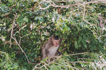 Monkey on the tree lives in a natural forest