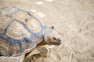 Giant and old tortoise crawling on the floor in the zoo
