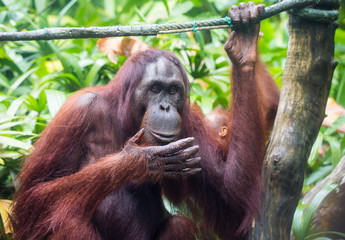 Portrait of orangutan family: mother and her curious cub sitting on the tree playing and looking with interest clever eyes. Borneo.