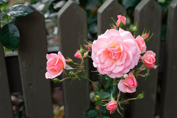 Pink roses blossoms in the dark green garden of roses