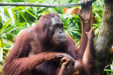 Portrait of orangutan family: mother and her curious cub sitting on the tree playing and looking with interest clever eyes. Borneo.
