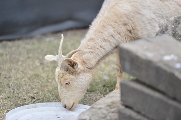 animal