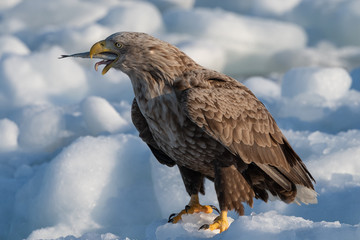 Grabbing an Icy snack  