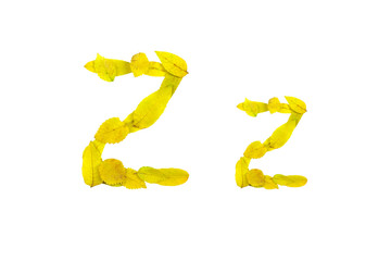 letter Z z, small and large, of small yellow leaves, on a white background, isolates	