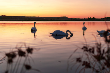 silhouette of swans on lake at sunset. Gang, group of swans on a lake at sunrise. Utxesa lake