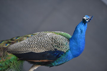 Naklejka premium animal