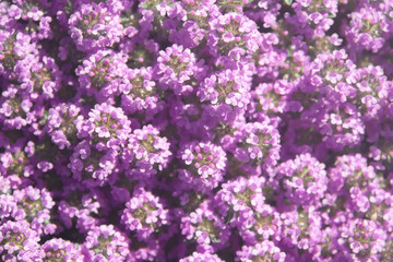 Thymus in bloom. Lilac flowers of Thyme in a summer meadow. Nature background close-up