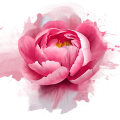 Delicate pink peony with splashes of paint on a white background. Close up. Romantic soft gentle artistic image. Floral background - obrazy, fototapety, plakaty