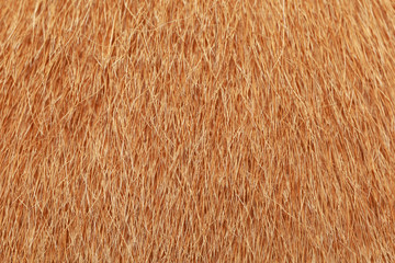 close up brown dog skin for texture and pattern.