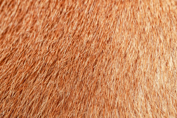 close up brown dog skin for texture and pattern.