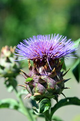 Artischockenbl&uuml;te