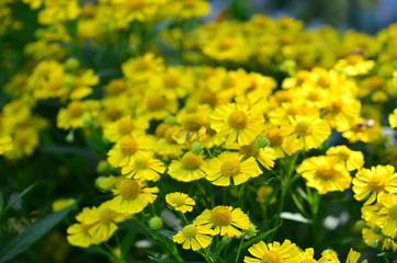 Hintergrund gelbe Sonnenbrautblüten