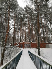 Snow covered winter forest. Tall pine trees. White landscape in a cold day. Bridge over the river and brick fence.