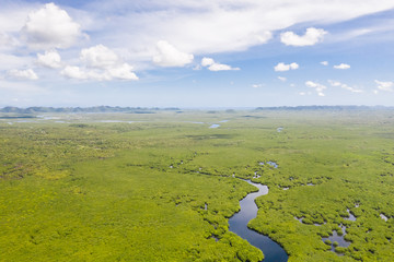 River in the mangroves, top view. Tropical landscape with mangrove forest and rivers. The nature of...