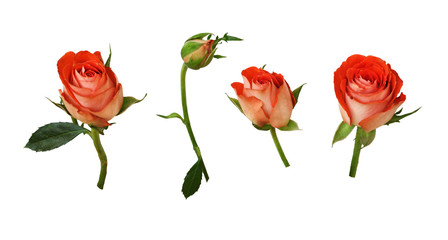 Set of orange rose flowers