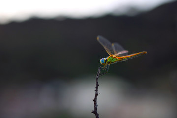 Dragonfly on top of a branch in the forest.