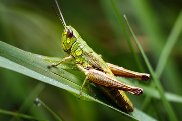 grashopper with waterdroplets