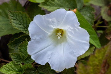 blossom of field bindweed - convolvulus arvensis - close-up