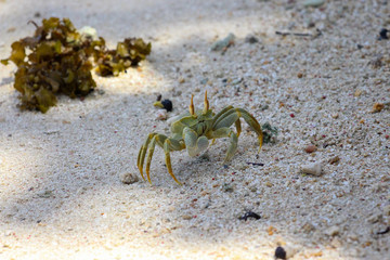 Horned Ghost Crab - ocypode ceratophthalma - on a bach at seychelles island La Digue
