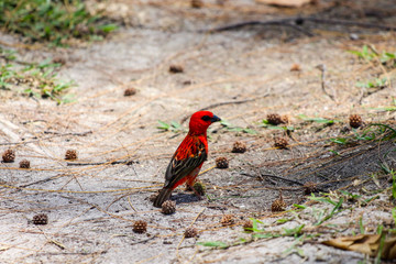 Red fody foudia bird - foudia madagascariensis - sitting on the ground  at seychelles island La Digue