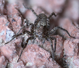 close-up of a spider sitting on a stone