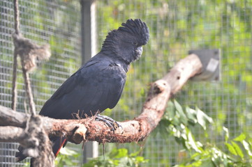 animal