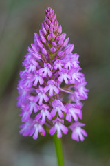 Orquídea piramidal (Anacamptis pyramidalis (L.)