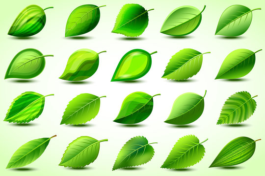 Set of green stylized leaves over white