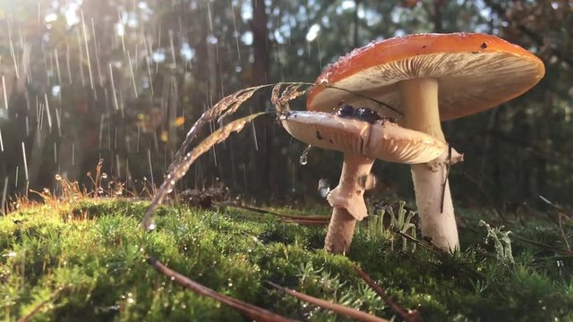 Amanita, a rare fungus listed in the Red Book, has a red hat with white spots. The fungus grows on green moss in the forest, during the rain, the video is slowed 4 times, drops of water slowly fall fr