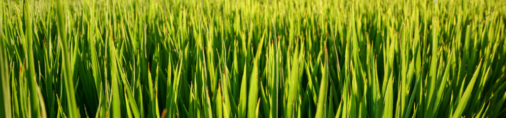 Naklejka na ściany i meble Outdoor green grass in morning sunrise. Field of grass in Milan, Italy, Europe. Growth concept. Agricultural landscape in the summer time.