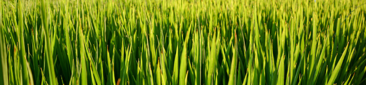 Outdoor green grass in morning sunrise. Field of grass in Milan, Italy, Europe.  Growth concept. Agricultural landscape in the summer time.